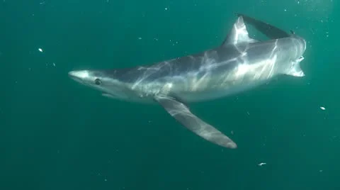 MAKO SHARK &amp; BLUE SHARK 動画素材 10837641