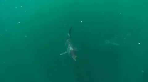 MAKO SHARK &amp; BLUE SHARK 스톡 동영상 10837646