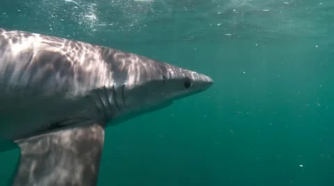 MAKO SHARK &amp; BLUE SHARK 스톡 동영상 10837665