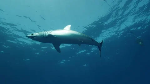 Mako shark in clear blue water of the Azores, Atlantic ocean Stock Footage 144189844