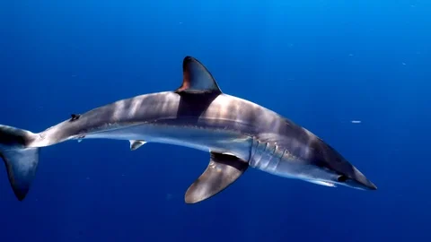 Mako Shark Stock Footage 117433985
