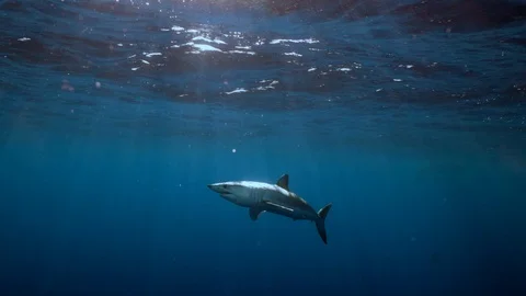 Mako Shark Stock Footage 117437806