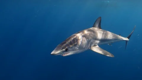 Mako Shark Stock Footage