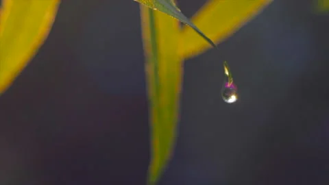 Makro shot of water drop dropping from plant leaf in slow motion 스톡 동영상 148005828
