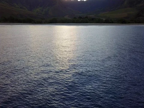 Makua flying to dolphins Stock Footage 80982886