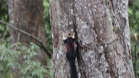 Malabar giant squirrel climb up the rainforest tree trunk fast close up Stock Footage 322665638
