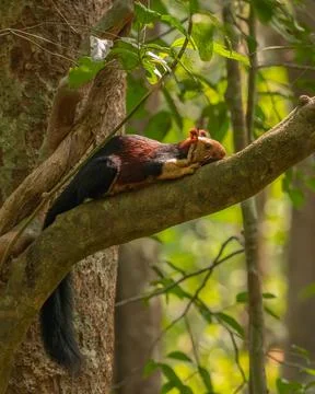 Malabar Giant Squirrel napping Stock Photos