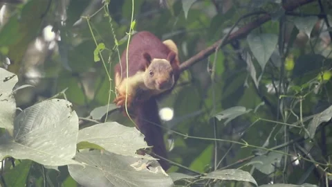 Malabar giant squirrel or Indian giant squirrel (Ratufa indica) Stock Footage 169386217