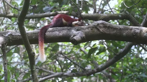 Malabar giant squirrel or Indian giant squirrel (Ratufa indica) Stock Footage 169386224