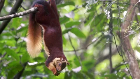 Malabar giant squirrel or Indian giant squirrel (Ratufa indica) Stock Footage 169386244