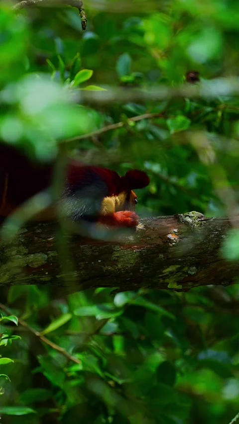 Malabar Giant Squirrel (Ratufa indica) Sitting on Tree Branch in Kerala India Stock-Footage 337828341