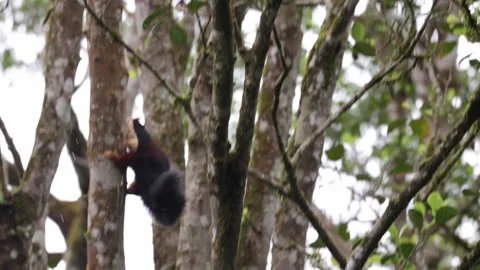 Malabar Giant Squirrel walk around in mountain rainforest Stock Footage 322975440