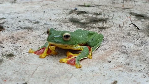 Malabar Gliding Frog from Western Ghats of India Stock Footage 166376799