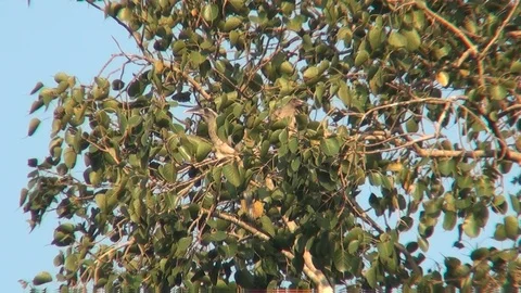 MALABAR GREY HORNBILL 스톡 동영상 90096478