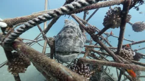 Malabar grouper in artificial reef 1.mp4 Stock Footage 10919184