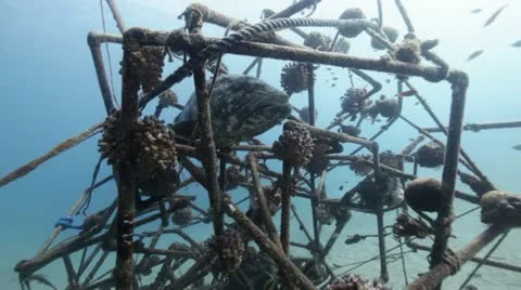 Malabar grouper in artificial reef 2.mp4 Stock Footage 10919163