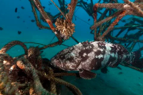 Malabar grouper in a artificial reef. Stock Photos