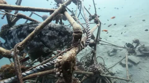 Malabar grouper in an artificial reef.mp4 Stock Footage 10919148