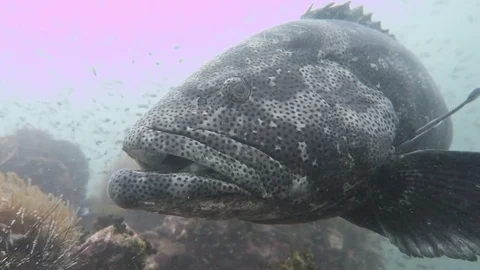 Malabar Grouper Stock Footage 80854927