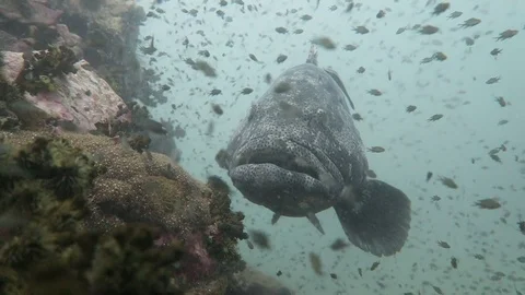 Malabar Grouper Stock Footage 80900838