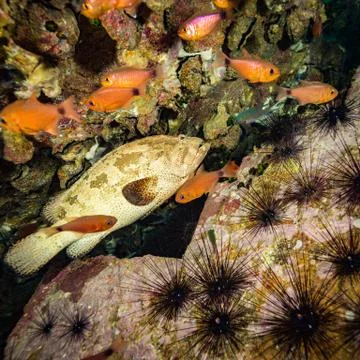 Malabar grouper Stock Photos