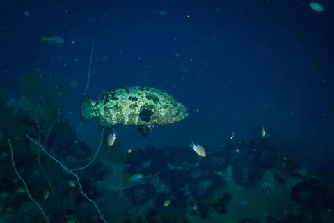 Malabar grouper Foto stock