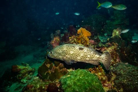 Malabar grouper Stock Photos