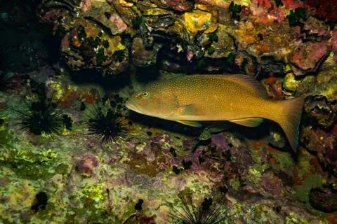 Malabar grouper Stock Photos