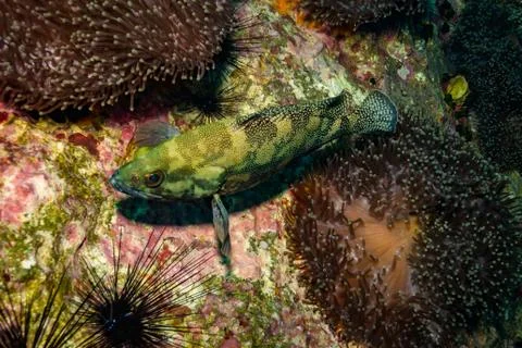 Malabar grouper Stock Photos