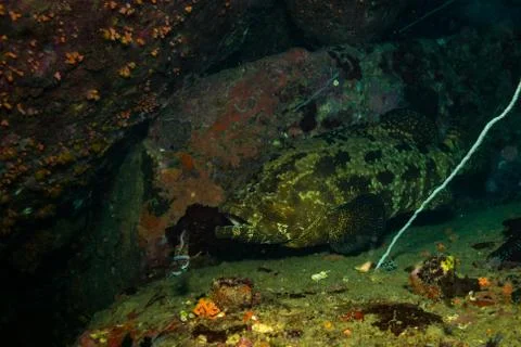 Malabar grouper Stock Photos