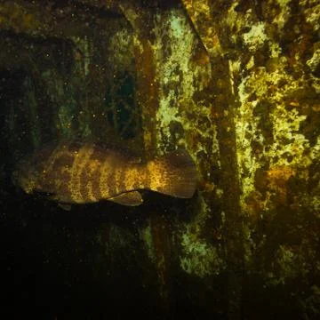 Malabar grouper Stock Photos