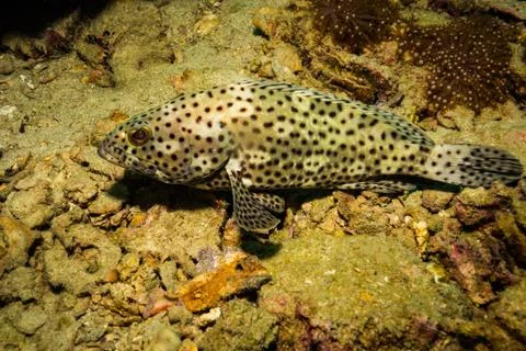 Malabar grouper 库存照片
