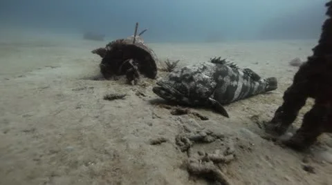 Malabar grouper resting in the sand 2.mp4 Stock Footage 10917510