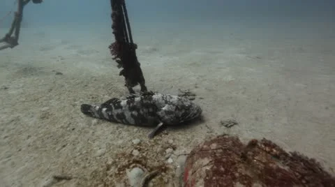 Malabar grouper resting in the sand.mp4 Stock Footage 10917520