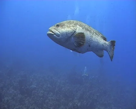 Malabar Grouper swimming - Side view Stock Footage 577022