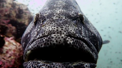 Malabar Grouper (very big) Stock Footage 80804943