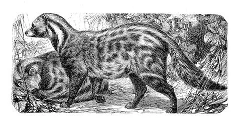 Malabar large spotted civet cat Viverra civetta 1881 digitally restored Stock Illustration