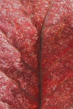 Malabar leaf texture. Stock Photos