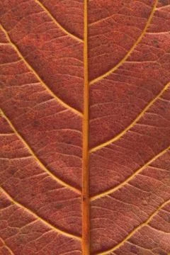 Malabar leaf texture. Stock Photos