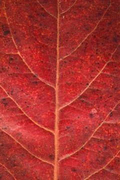 Malabar leaf texture. Stock Photos