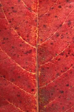 Malabar leaf texture. Stock Photos