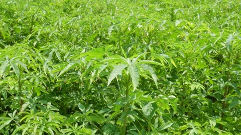 Malabar neem Stock-Footage 342806442