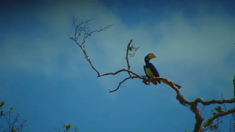 Malabar pied hornbill. Stock Footage 235530972