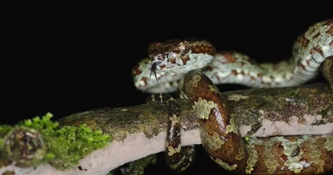 The Malabar Pit Viper 4K NATURE WILDLIFE Stockbeeldmateriaal 336672264