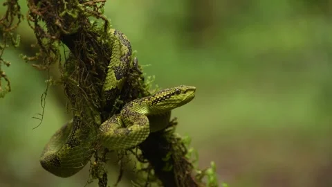 Malabar Pit Viper Vídeo Stock 330696471