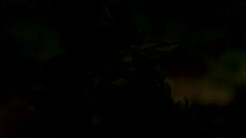 Malabar Pit Viper Light Stock-Footage 330696282