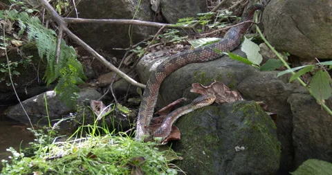MALABAR PITVIPER 1 Stock Footage 256247886