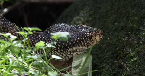 MALABAR PITVIPER 2 Stock Footage 256249586