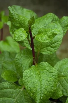 Malabar spinach Closeup view from above. Stock Photos