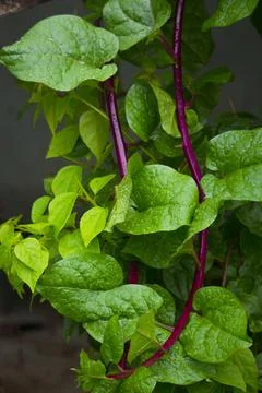 Malabar spinach Closeup view from Stock Photos
